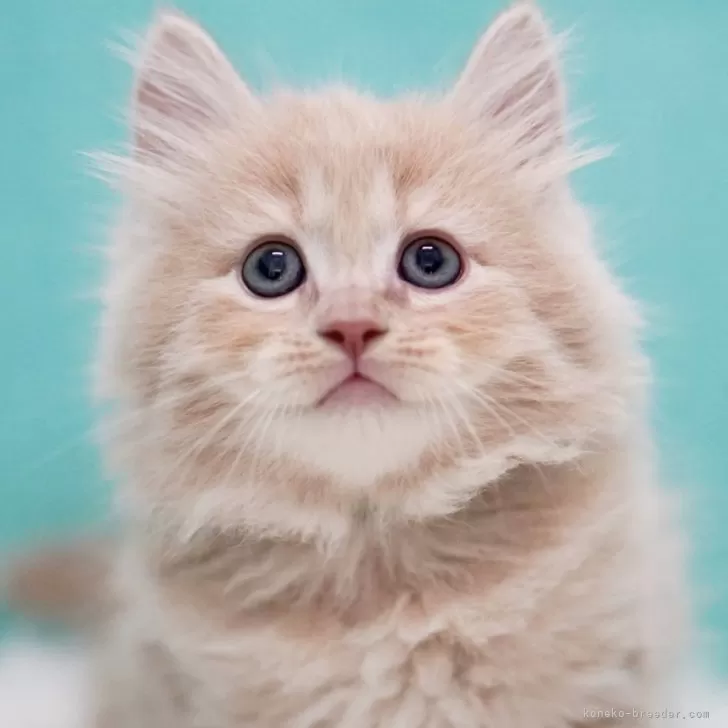 ID:2407-03433の子猫
