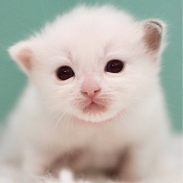 ラグドール【東京都・女の子・2024年11月15日・トーティーポイントバイカラー】の写真「親猫全頭/遺伝子検査『5項目クリア』親猫面会🆗」