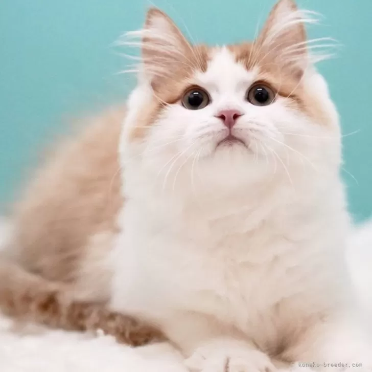 ID:2410-01206の子猫