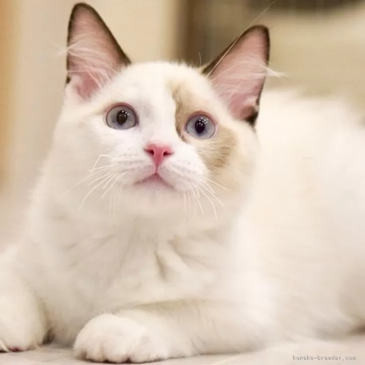 ID:2503-00541の子猫