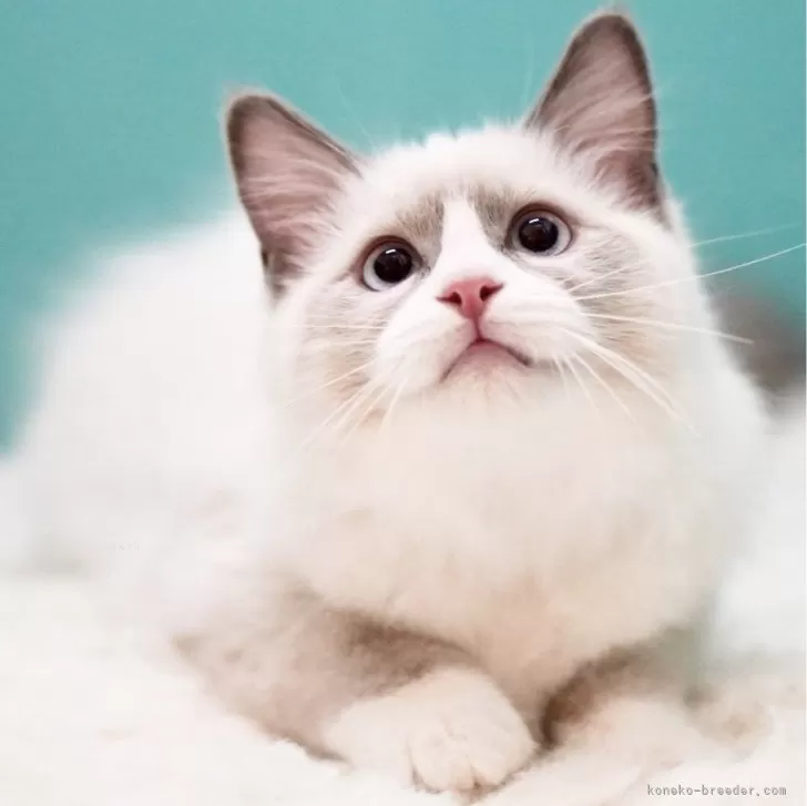 ID:2501-02135の子猫