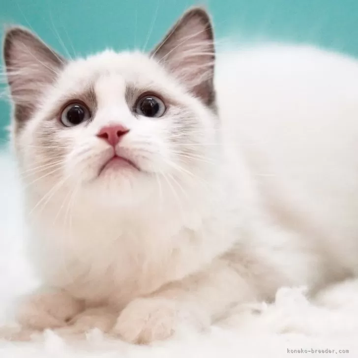 ID:2501-02131の子猫
