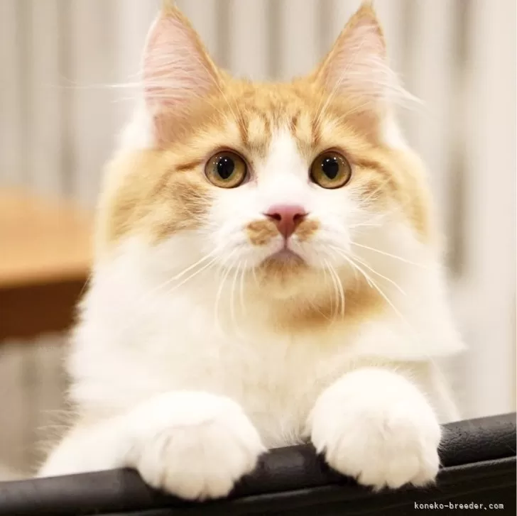 ID：2410-01156の子猫