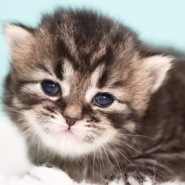 サイベリアン【東京都・男の子・2025年4月9日・ブラウンタビー&ホワイト】の写真「親猫全頭/遺伝子検査『5項目クリア』親猫面会🆗」