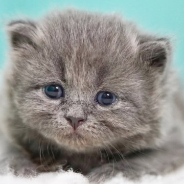 サイベリアン【東京都・男の子・2024年12月14日・ブルー】の写真「親猫全頭/遺伝子検査『5項目クリア』親猫面会🆗」