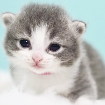 サイベリアン【東京都・男の子・2024年11月24日・ブルー&ホワイト】の写真「親猫全頭/遺伝子検査『5項目クリア』親猫面会🆗」