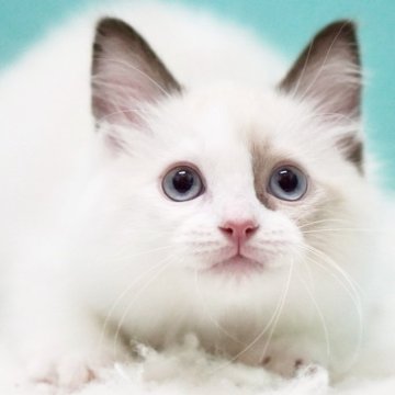 ラグドール【東京都・男の子・2025年2月15日・シールポイントバイカラー】の写真「親猫全頭/遺伝子検査『5項目クリア』親猫面会🆗」