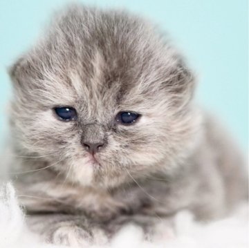サイベリアン【東京都・女の子・2025年3月29日・ブルークリーム】の写真「親猫全頭/遺伝子検査『5項目クリア』親猫面会🆗」