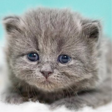 サイベリアン【東京都・男の子・2024年12月14日・ブルー】の写真「親猫全頭/遺伝子検査『5項目クリア』親猫面会🆗」