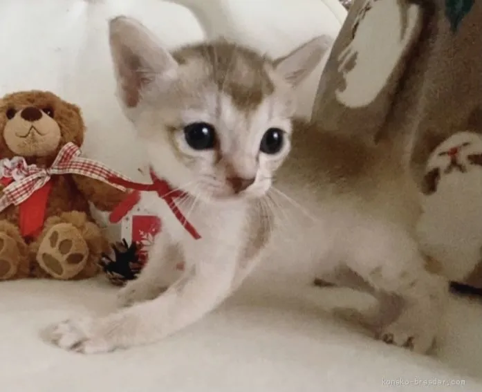 アメリア 様のお迎えした子猫