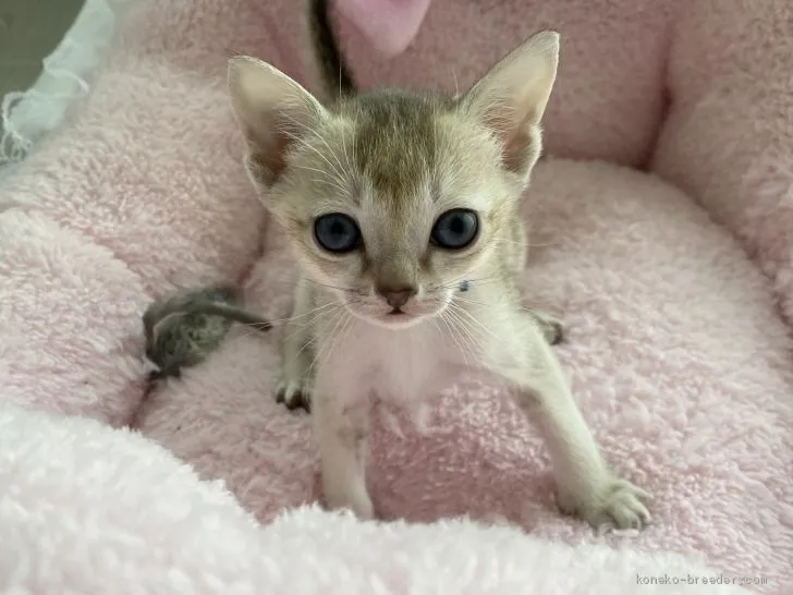 ID:2103-01307の子猫
