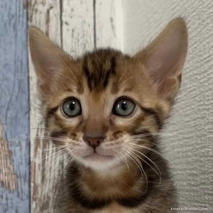 M.S 様のお迎えした子猫