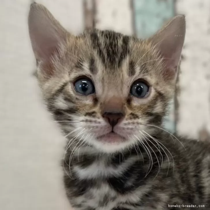 四郎 様のお迎えした子猫