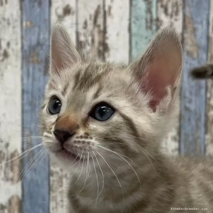 ID:2502-02331の子猫