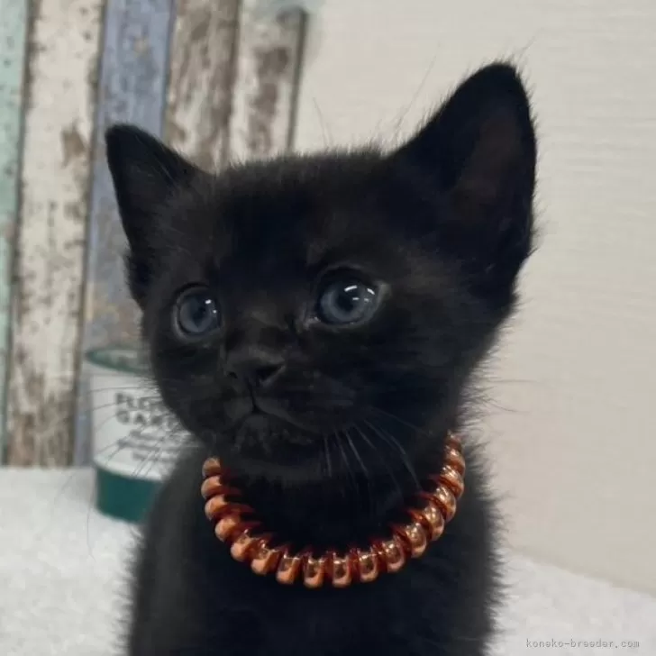 ID:2503-00180の子猫
