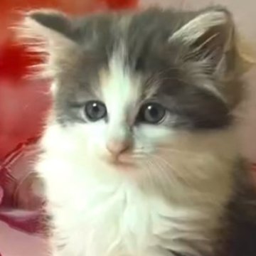 群馬県の子猫を探す｜ブリーダー直販の子猫販売【みんなの子猫ブリーダー】