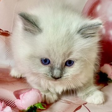 ラグドール【群馬県・女の子・2025年2月14日・ブルーポイントミテッド】の写真「フワフワな可愛い子です💞」