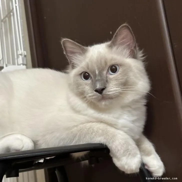 ID:2206-00783の子猫