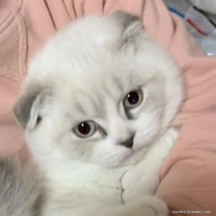 ID:2212-02450の子猫