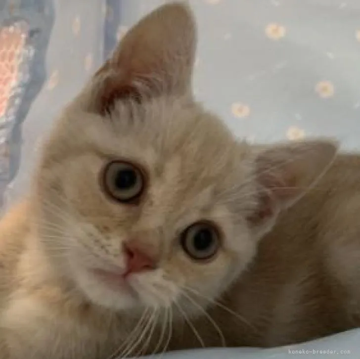 ID:2206-02082の子猫