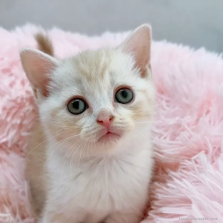 ID:2407-02256の子猫