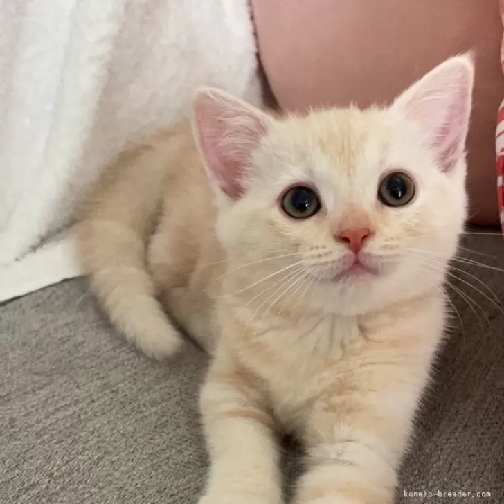 ID:2406-01618の子猫