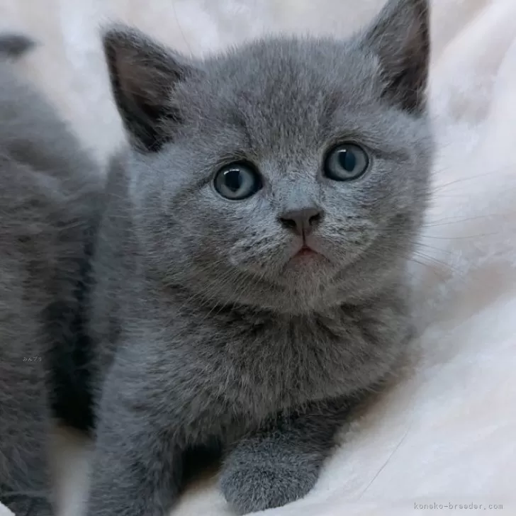 ID:2408-02929の子猫