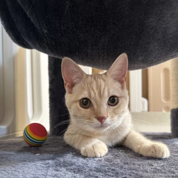 ID:2408-01460の子猫
