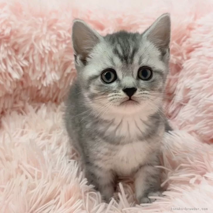 ID:2411-02685の子猫