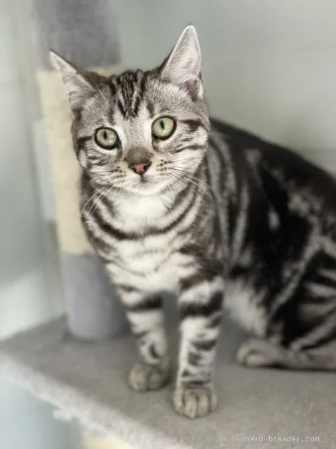ID:2103-01206の子猫