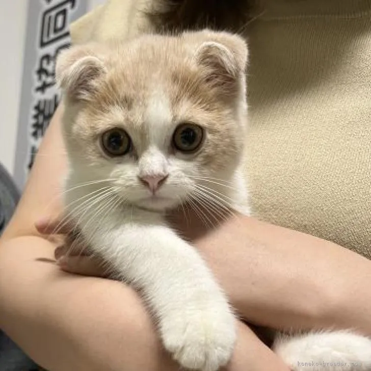 みみみ 様のお迎えした子猫