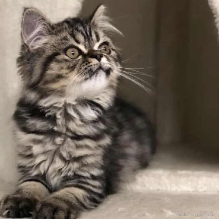 ID:2208-02524の子猫