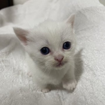 マンチカン(短足)【岡山県・女の子・2024年7月26日・ホワイト】の写真「真っ白な可愛い子ちゃん❤️珍しいオッドアイです👀」