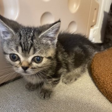 マンチカン(短足)【岡山県・男の子・2024年3月3日・ブラウンタビー】の写真「ぶさかわ君🐱まだまだ可愛くなる途中でーす😁」