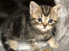 トイガーの子猫を探す 専門ブリーダー直販の子猫販売 みんなの子猫ブリーダー