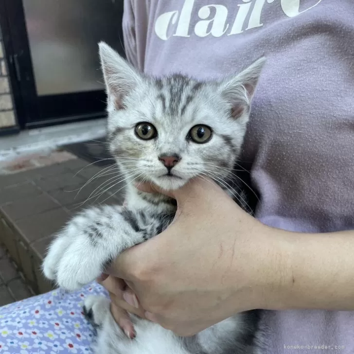 よしふみ 様のお迎えした子猫