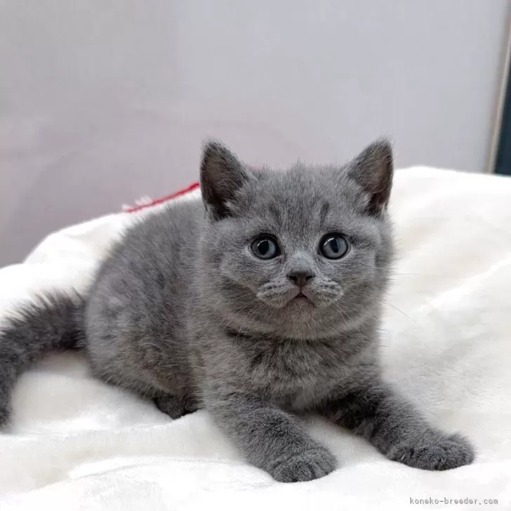 S 様のお迎えした子猫
