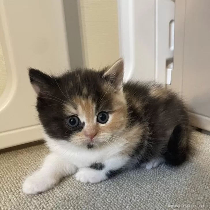 M.A 様のお迎えした子猫