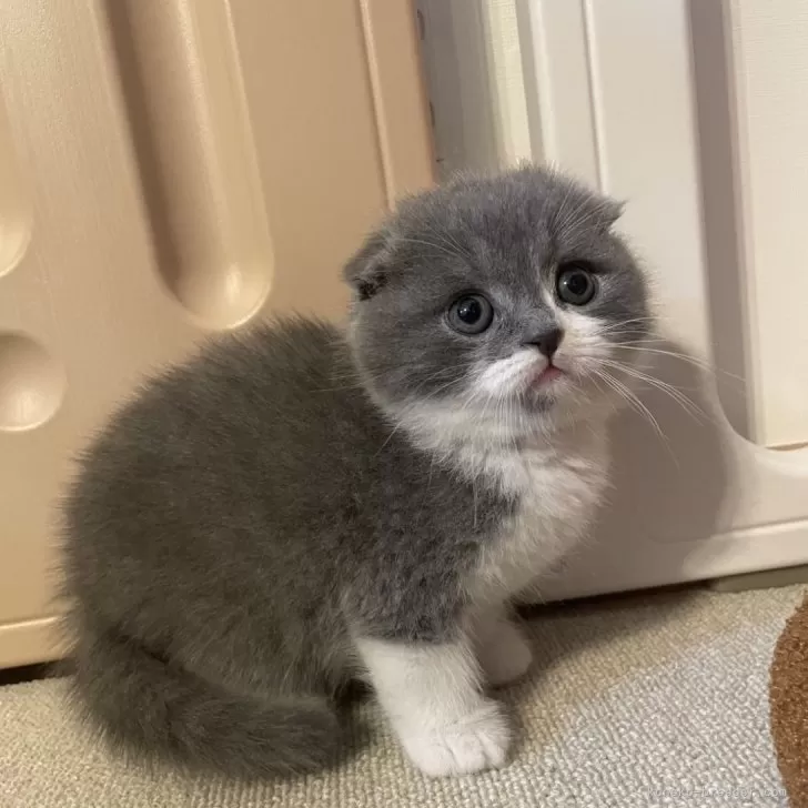 ID:2503-01526の子猫
