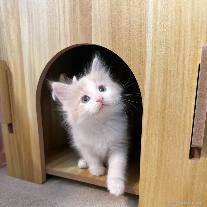 ID:2502-02431の子猫