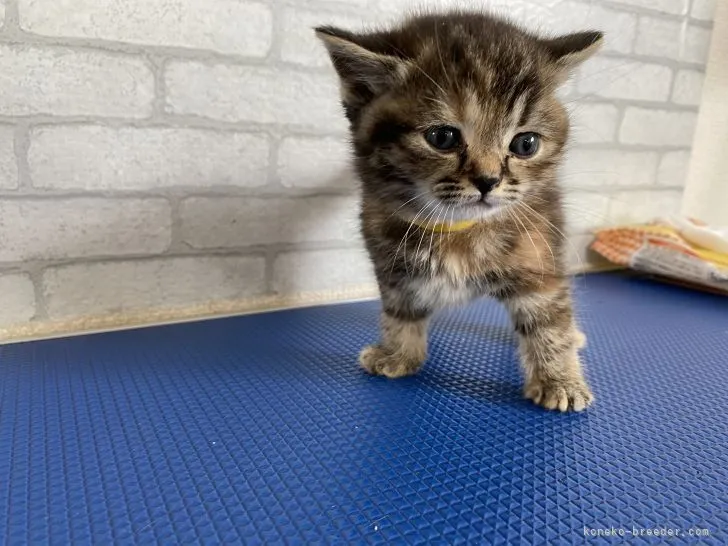 ID:2205-01644の子猫