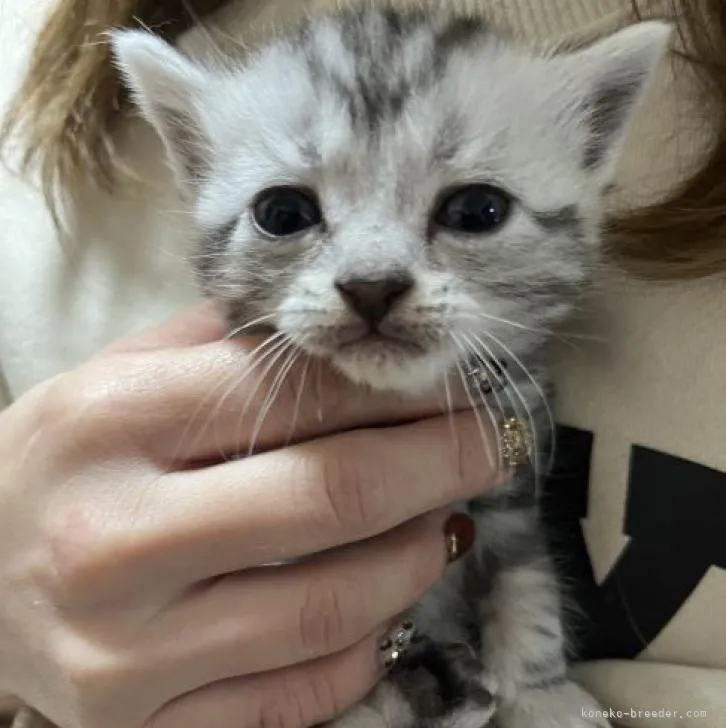 ID:2301-01501の子猫