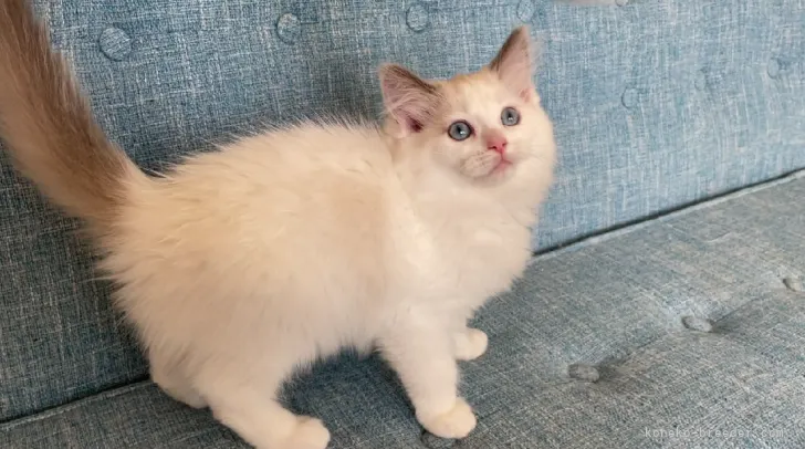 ID:2105-01137の子猫