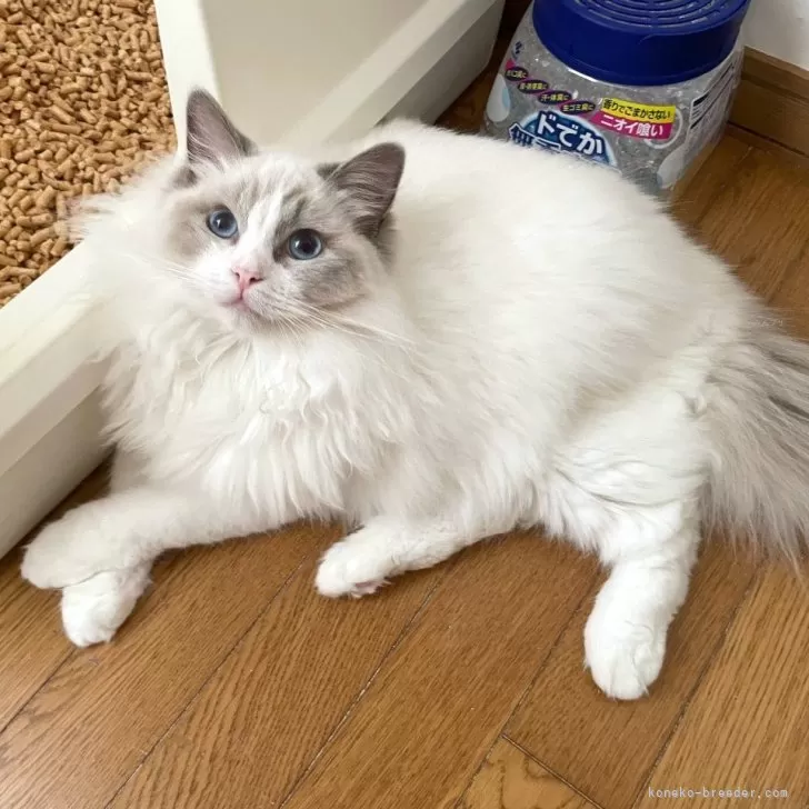 ID:2407-00910の子猫