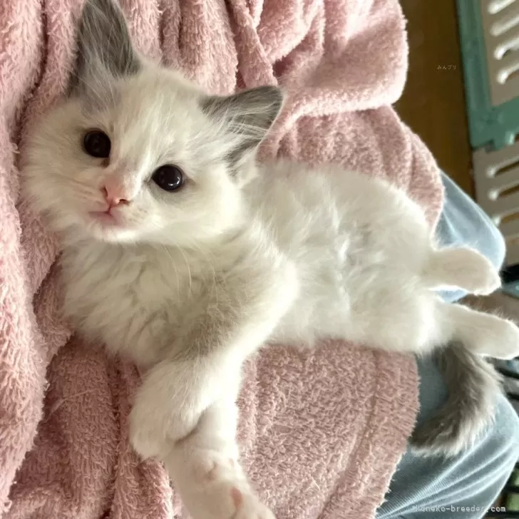 ID:2404-03364の子猫