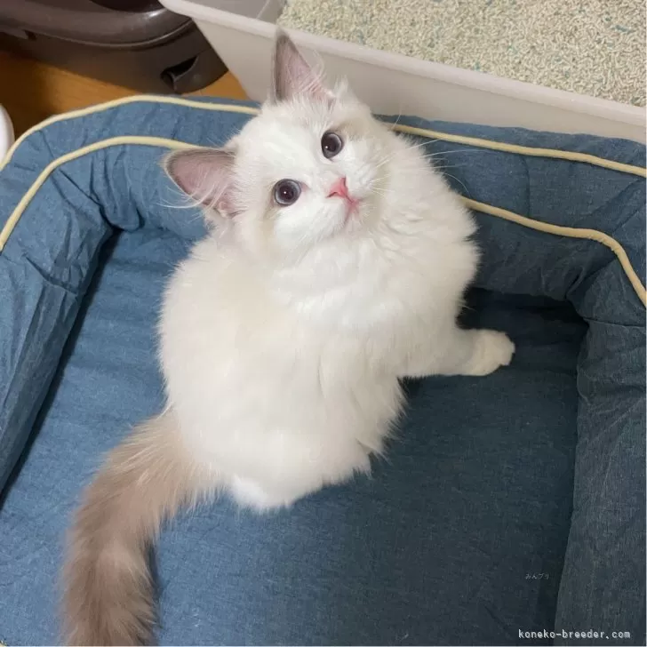 ID:2409-02168の子猫