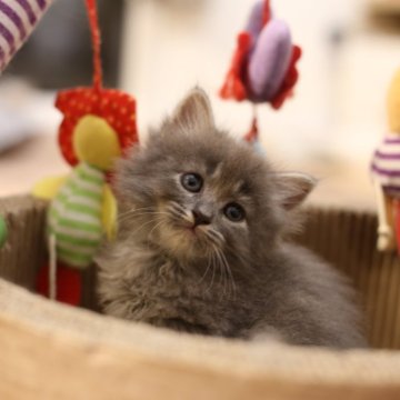 サイベリアンの子猫を探す｜ブリーダー直販の子猫販売【みんなの子猫ブリーダー】