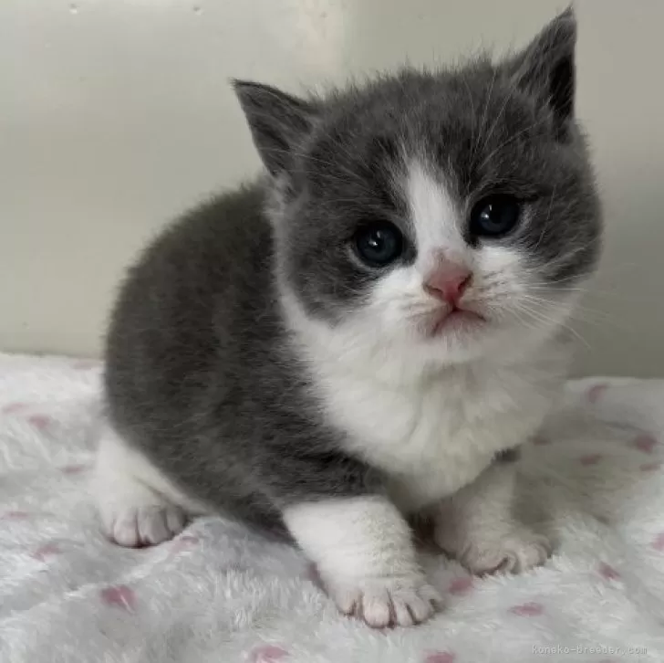 ID:2502-00882の子猫