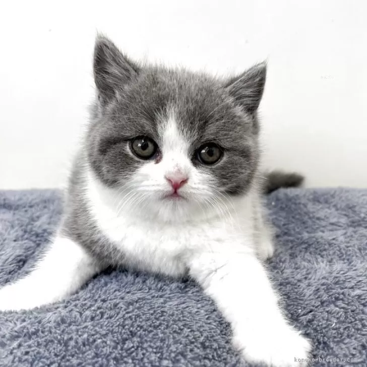 ID:2504-03190の子猫