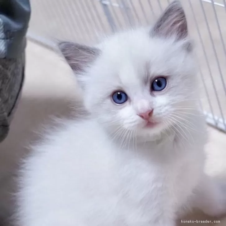 ID:2409-02865の子猫